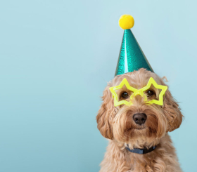 5 невероятных фактов о том, как меняется жизнь с появлением дома собаки